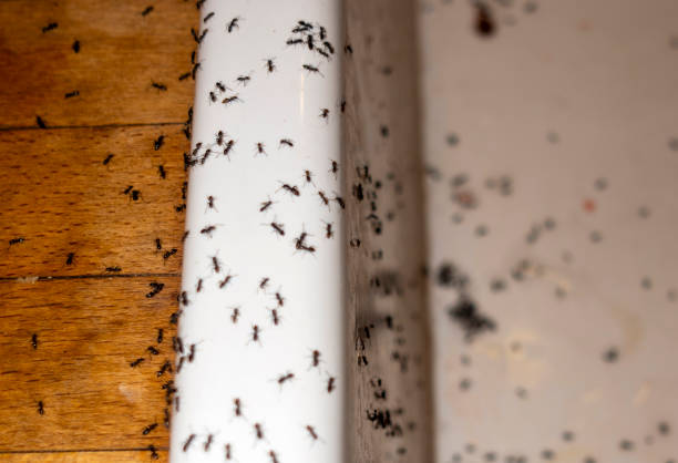 Best Cockroach Control Services  in St Jaco, IL