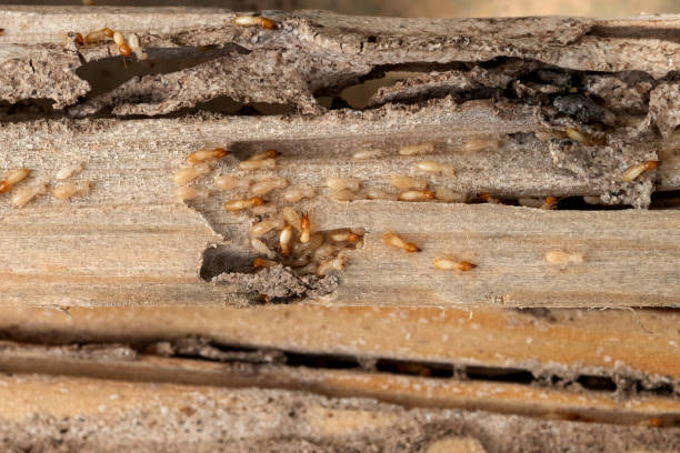 Best Commercial Pest Control Services  in St Jaco, IL