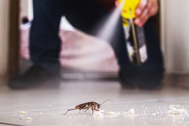 Best Flea Control Services  in St Jaco, IL
