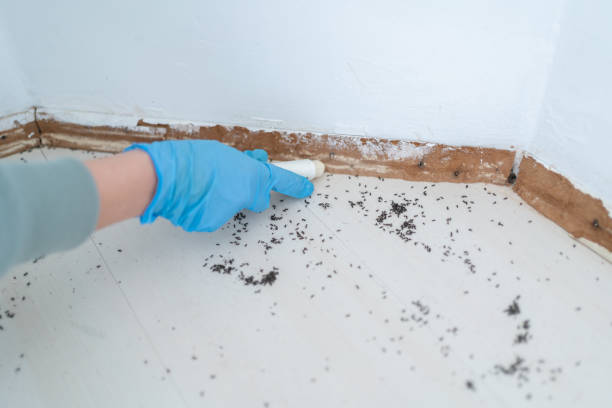 Best Insect Control  in St Jaco, IL